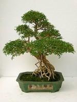 Serissa Foetida