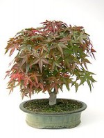  Acer palmatum