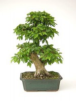 Carpinus