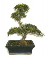 Ilex