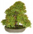 Sageretia Theenzans