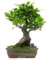 Ficus Retusa